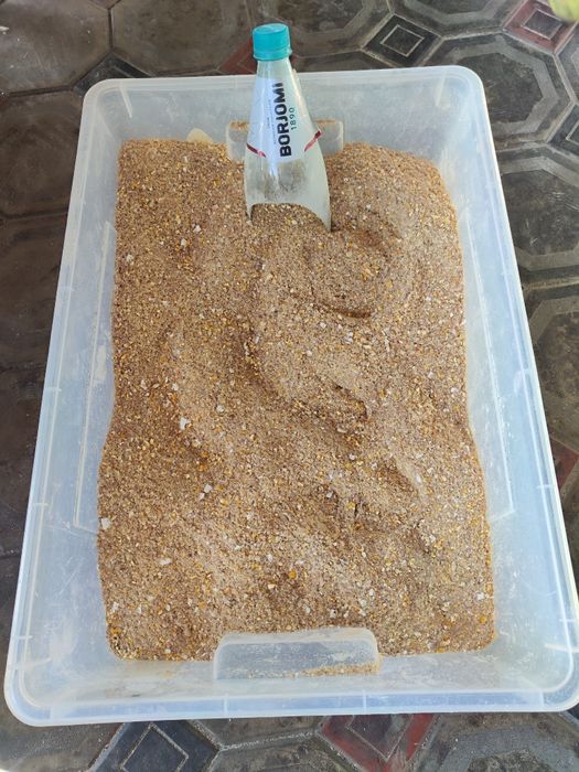 Кукуруза кукуруза