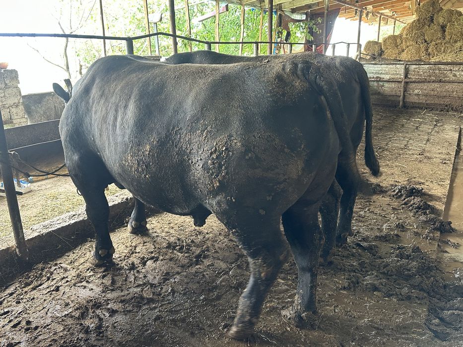 Angus mollar suyib beriladi jivoy vesgayam beriladi