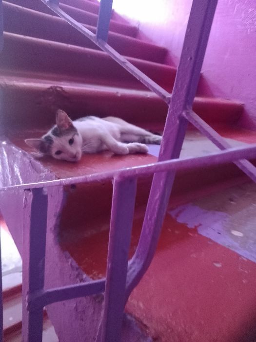 Котенок ласковый