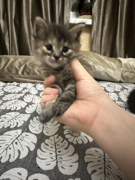 Продаются котята породистые