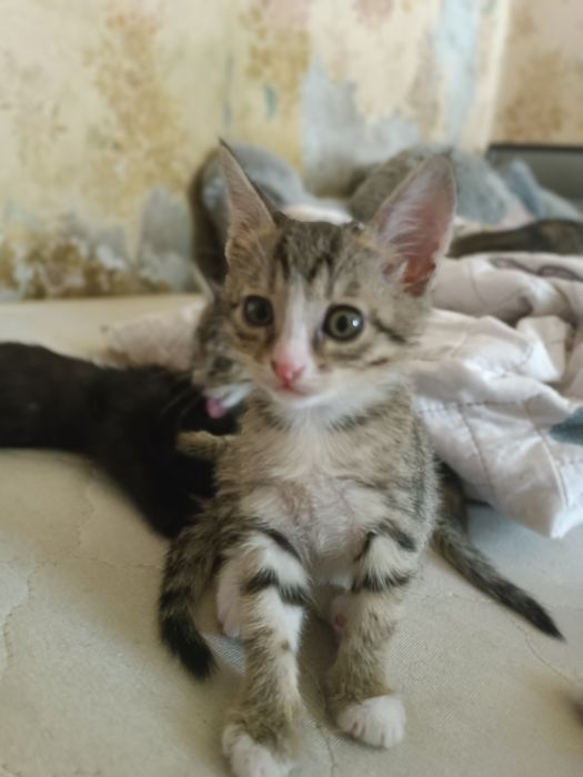 Котята в добрые руки