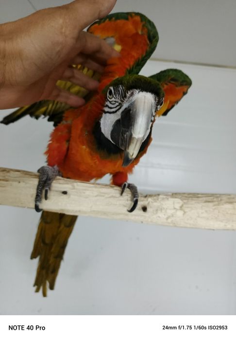 Продам ручного ару