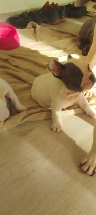 Френски булдог, домашен приятел