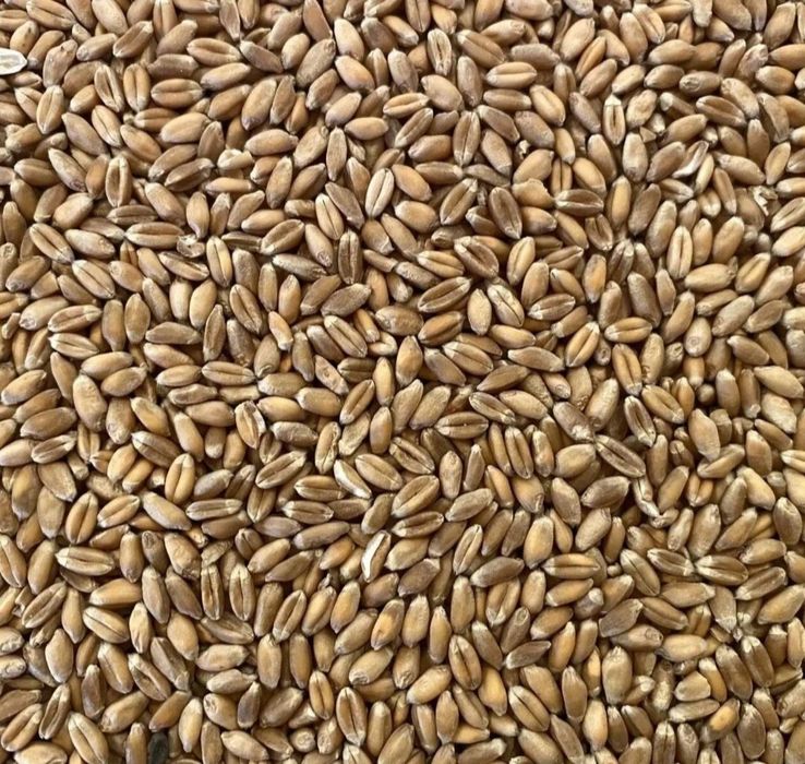 Vand grau producție 2025