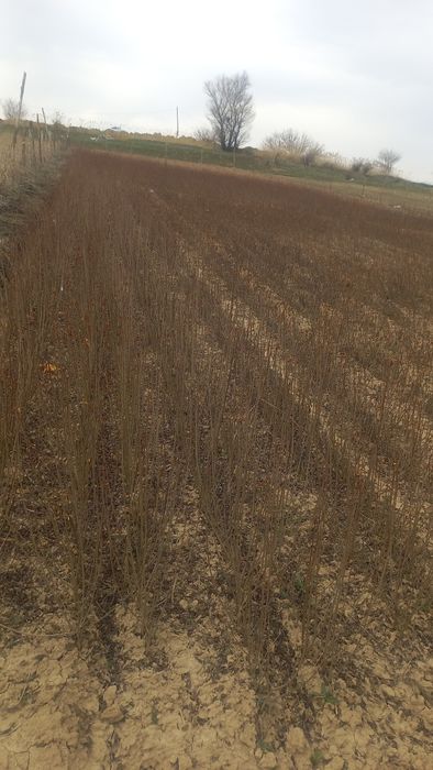 Бирьючина оптом     .