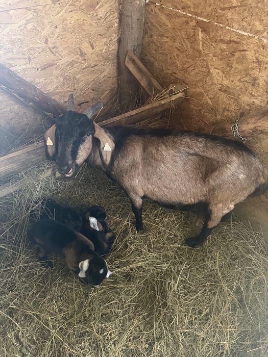 Capra anglonubian cu iezi