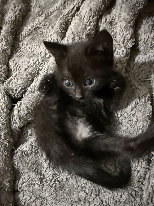 Мамасы және баласы 2 мысық