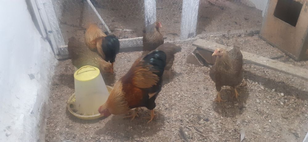 De vanzare wyandotte pitic