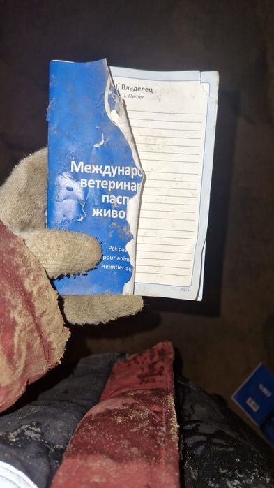 Немецкий овчарка