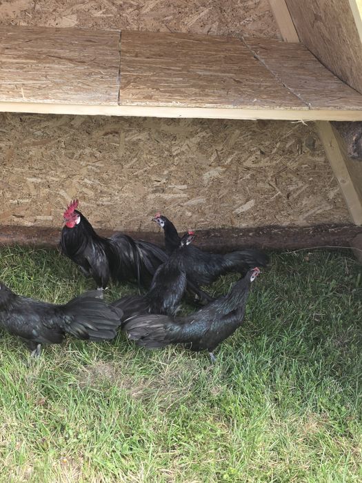 Familie phoenix 4+1