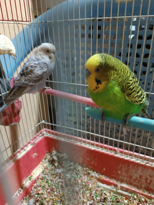 Попугай волнистый (Тутикушлар) сотилади.