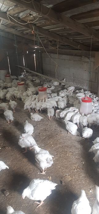 Vand pui de carne 2.2 kg  .