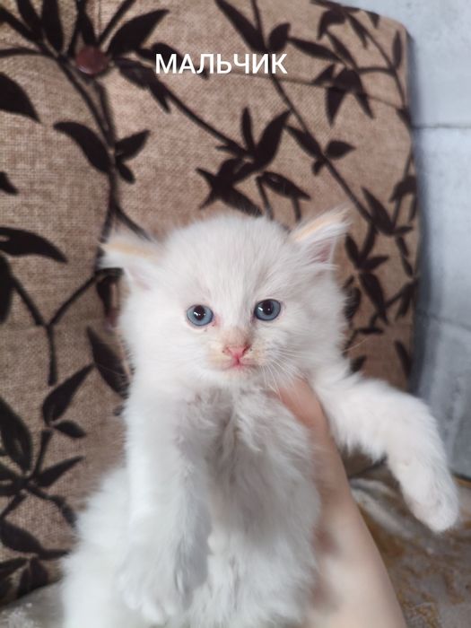 Отдам котят в добрые руки