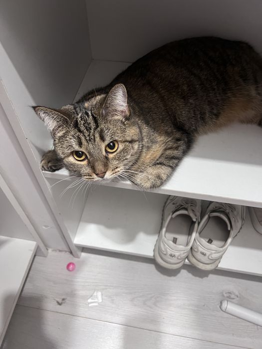 Кошка Молли ищет дом