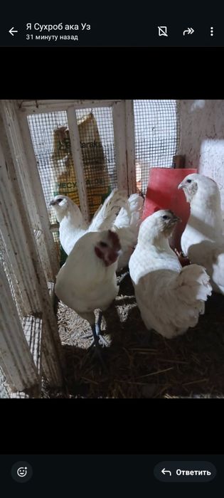 Инкубационные яйца