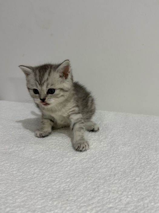 Продается котенок (мальчик)