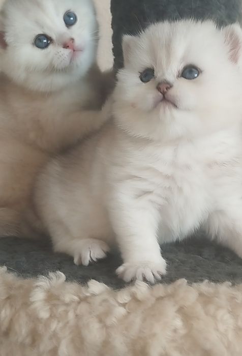 Сотилади Британский Шиншилла Чистокровный Угл &Киз бола