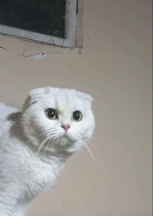 Serebristiy shinshila fold qiz sotiladi