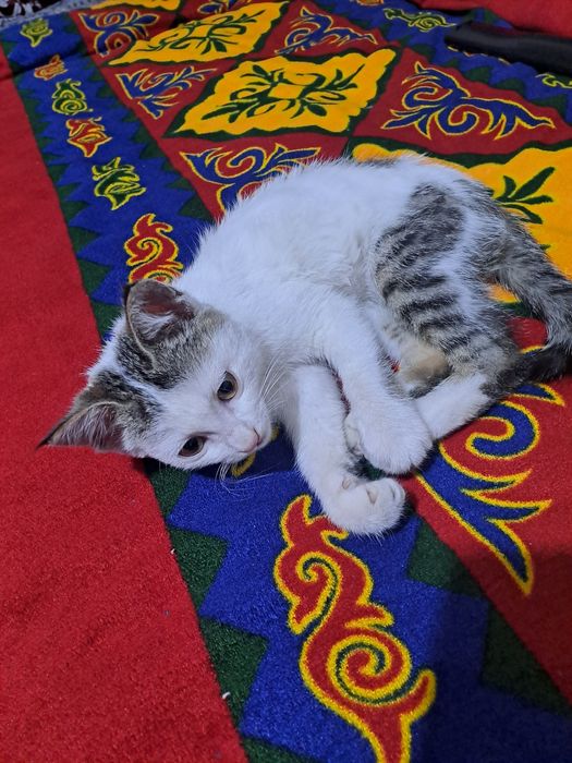 Подросток котенок
