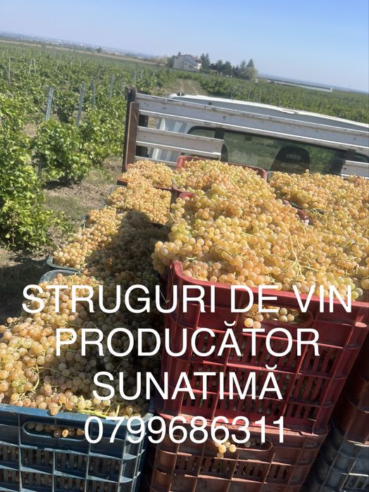 Struguri de vin PRODUCATOR