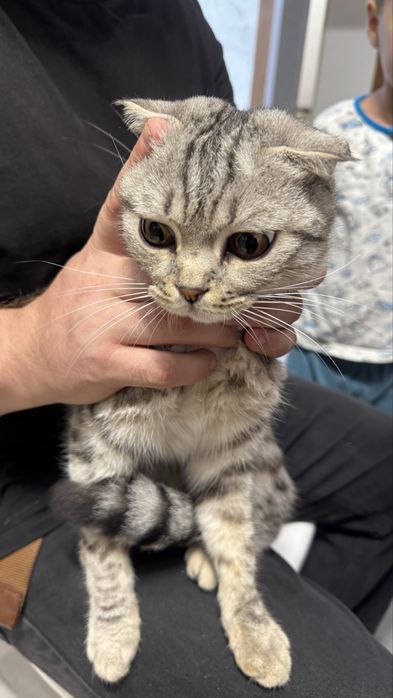 Шотландская кошка