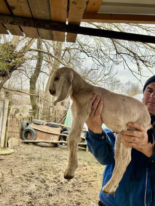 Tap anglo nubian original