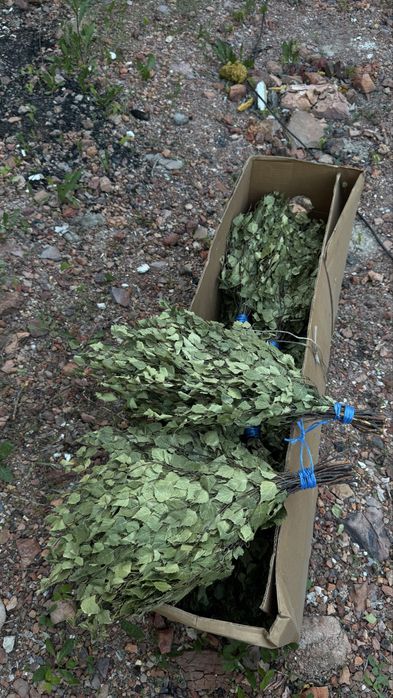 Березовые веники продам ! Оптом !