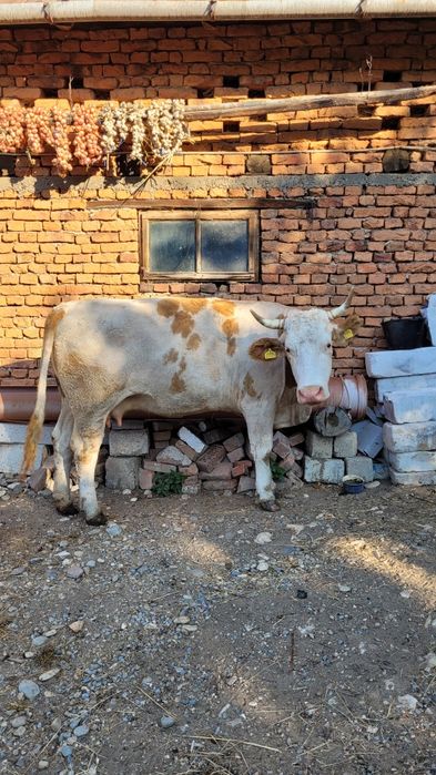 Vaca tanara gestanta