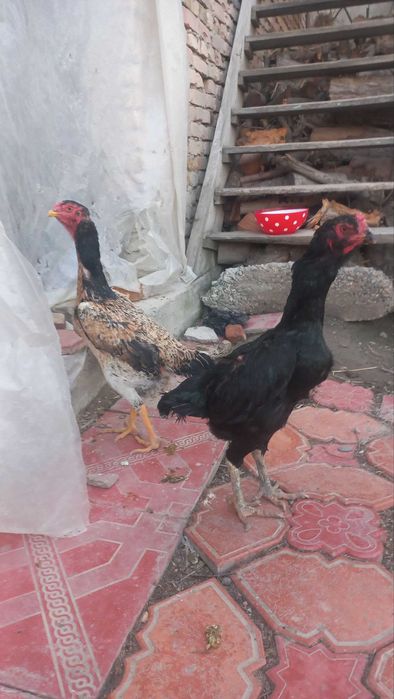 kulangi.Shamo .turk.karees.dakan.tovuq.mokion