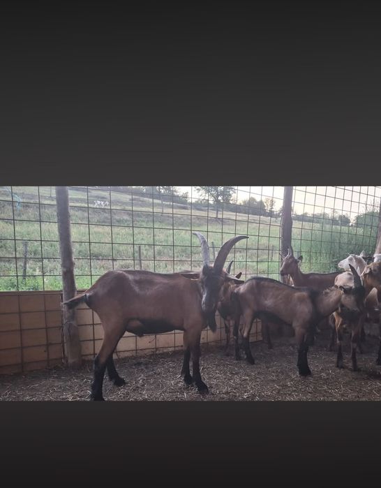 Vând Tap Alpina Franceza