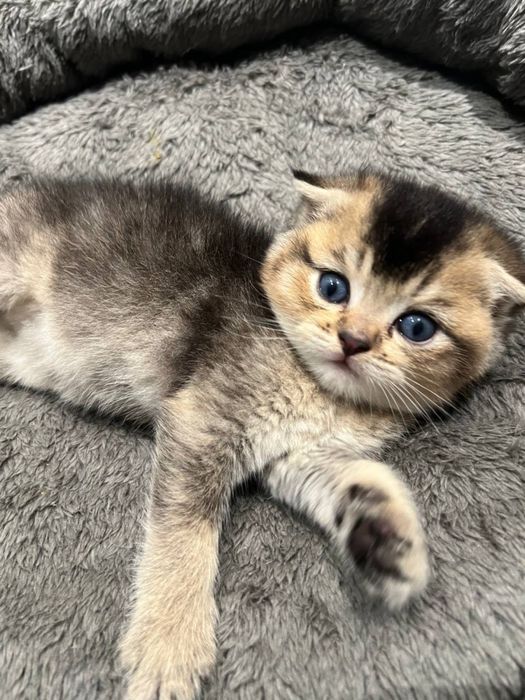 голубоглазый вислоухий котенок
