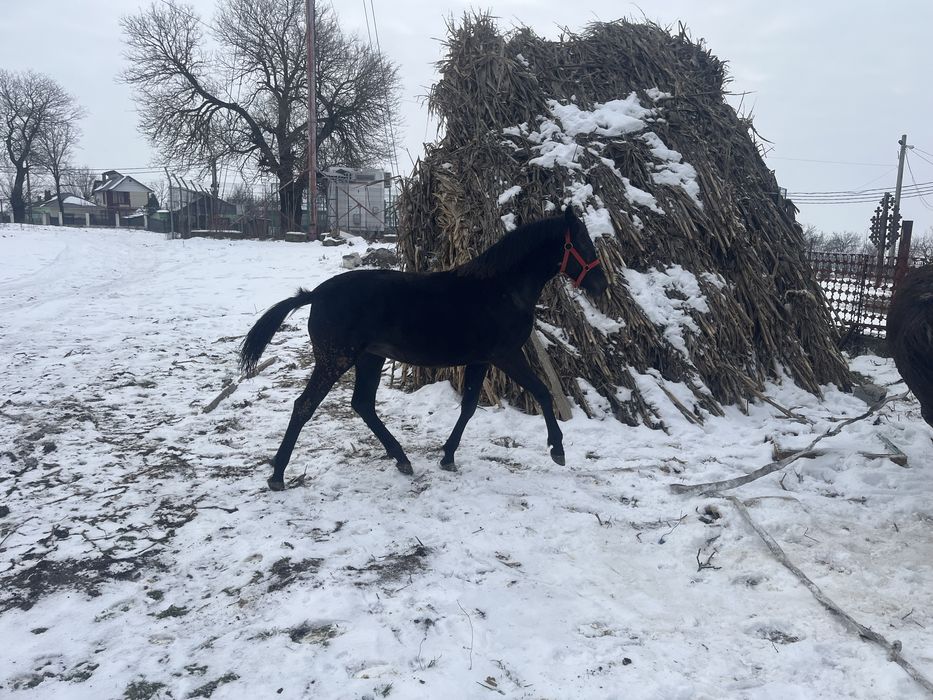 Vand carlana de 9 luni