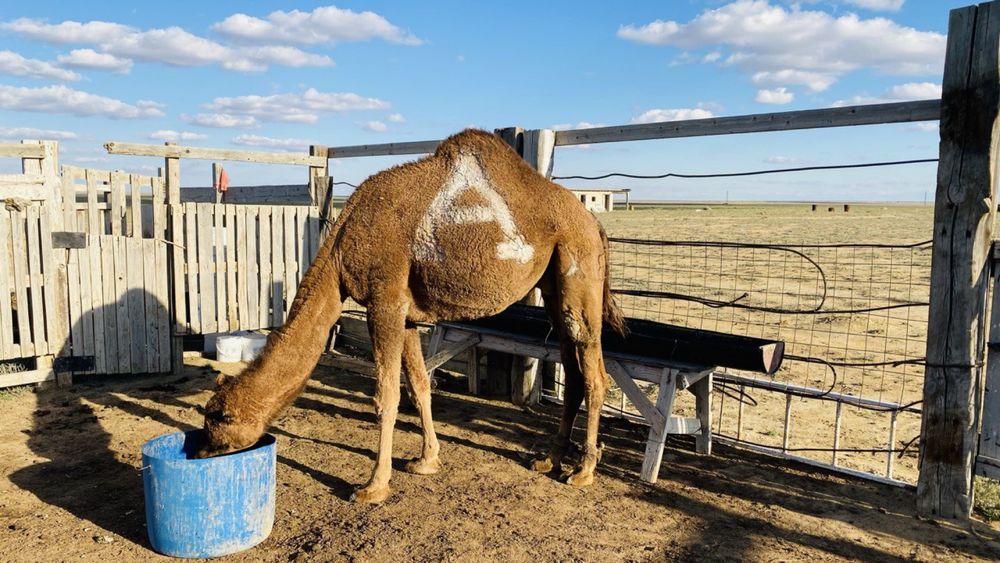 Боталы түйе сатылады