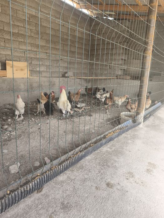 Damashni tovuqlar sotiladi 19 ta 2 huroz 17 ta tovuq tuhum tuğadi