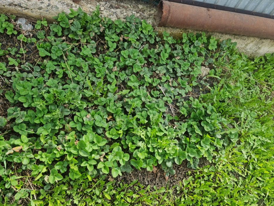 Клубника сортовая