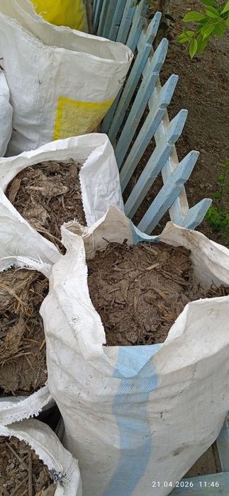 Tekinga chirigan goʻng(mayda molniki)