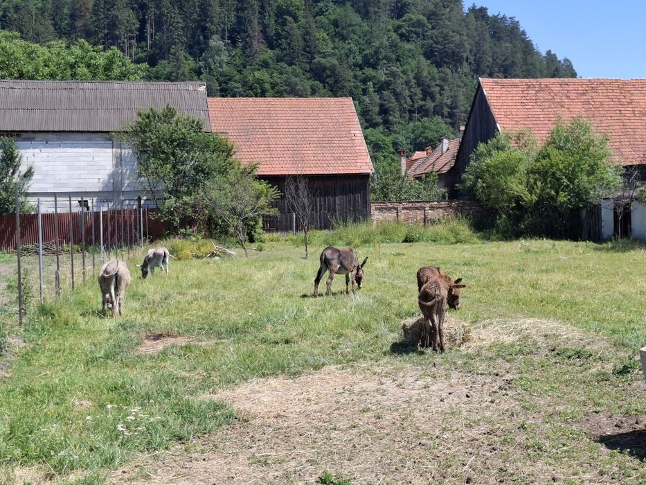 Magarite si un armăsar de vânzare