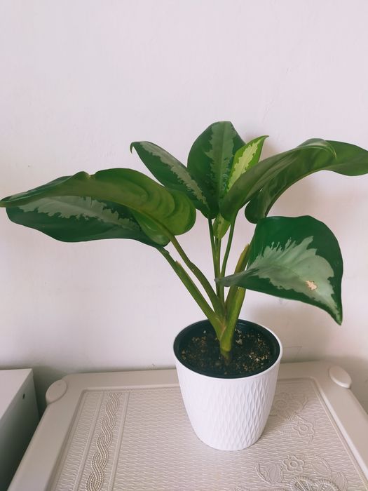 Гүлдер сатыладыыы