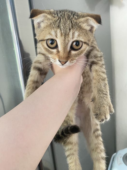 Котята в хорошие руки