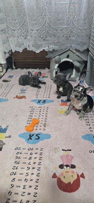 Предлагаю щенков Французский бульдог