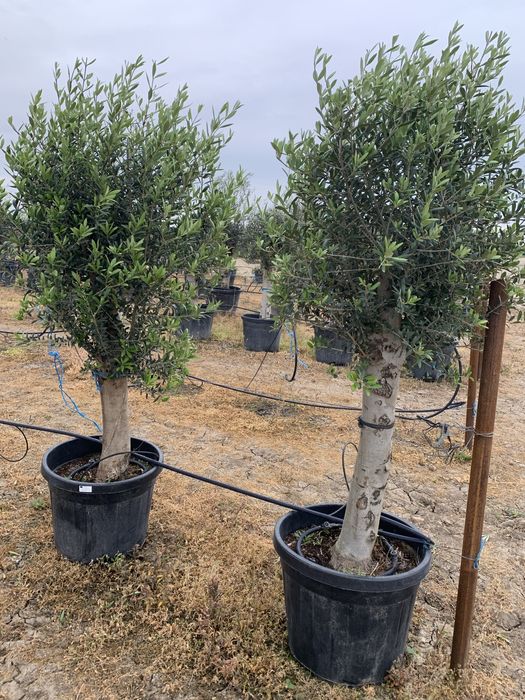 Maslin Olea Europaea pe rod