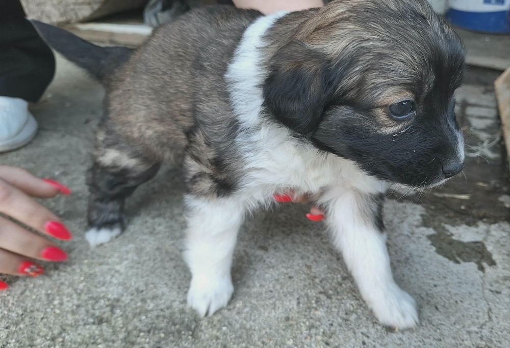 Подарявам кученца!