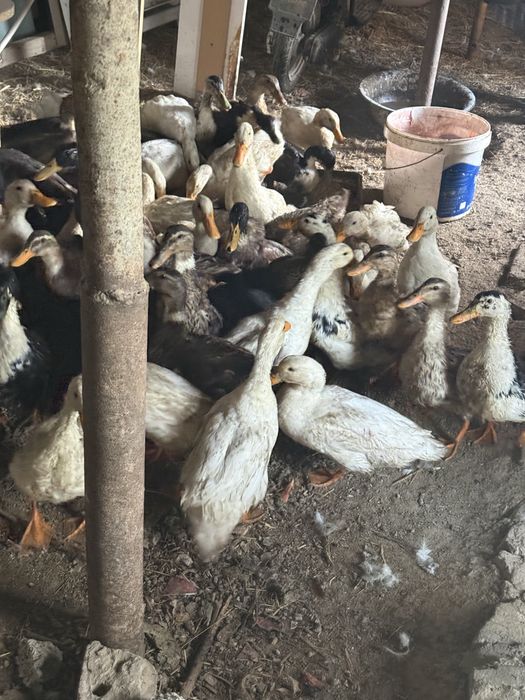 Ordak sotiladi Продаётся утки