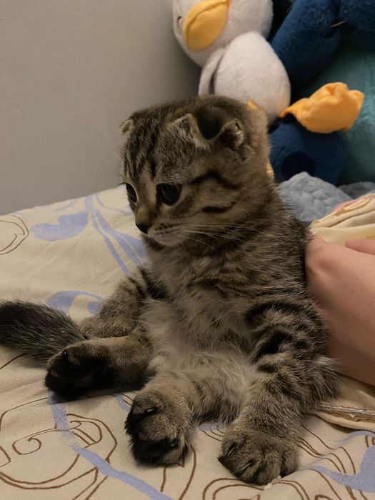Вислоухий котенок