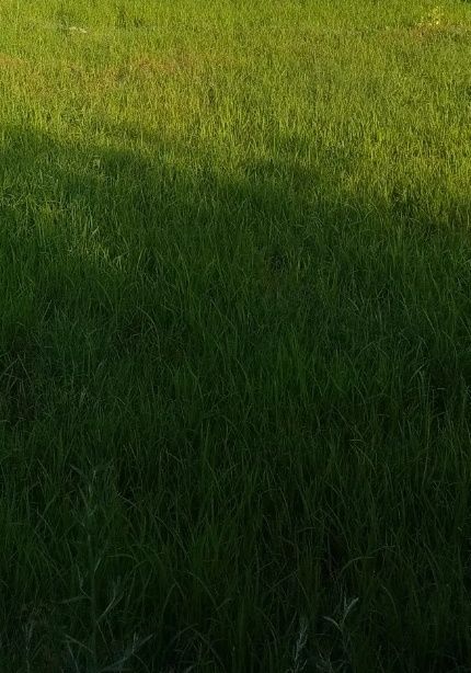 Kirov Olmazor kochada yer sotiladi