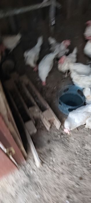 Тауык инкубатор 24штук
