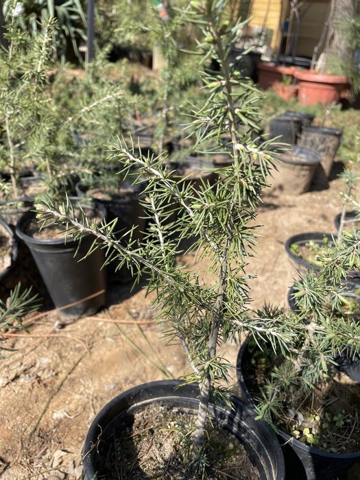 Атласки кедър