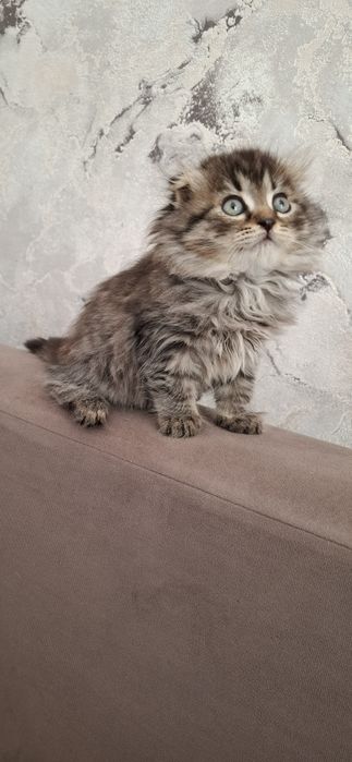 Девочка хайленд фолд