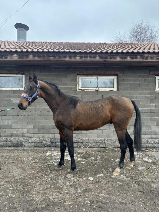 Продам ахалтекинца