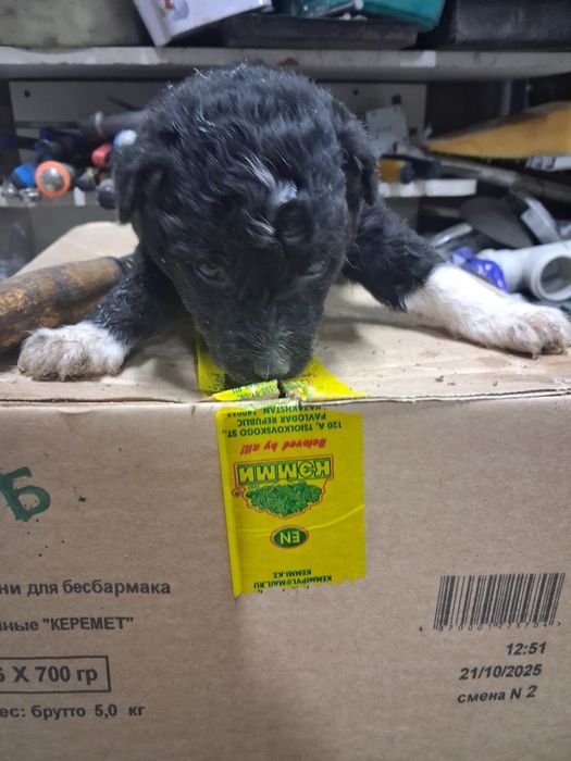 Щенки в хорошие руки